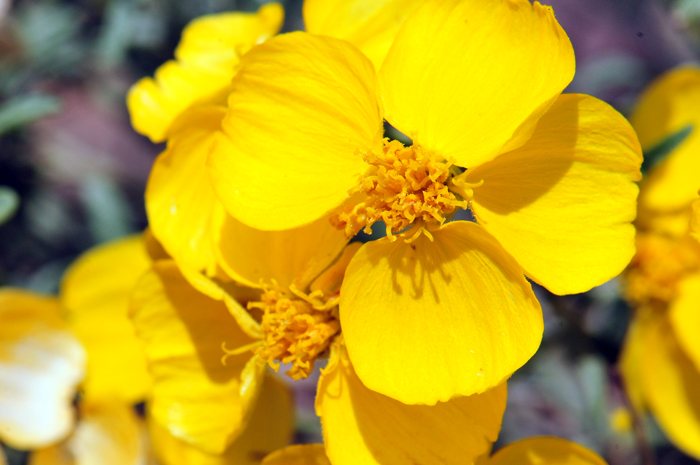 Whitestem Paperflower has showy bright- or pale-yellow flowers, both ray and tubular disk. After flowering the ray flower blooms persist and become papery and fade to cream or whitish; thus, the common name Whitestem Paperflower. Psilostrophe cooperi